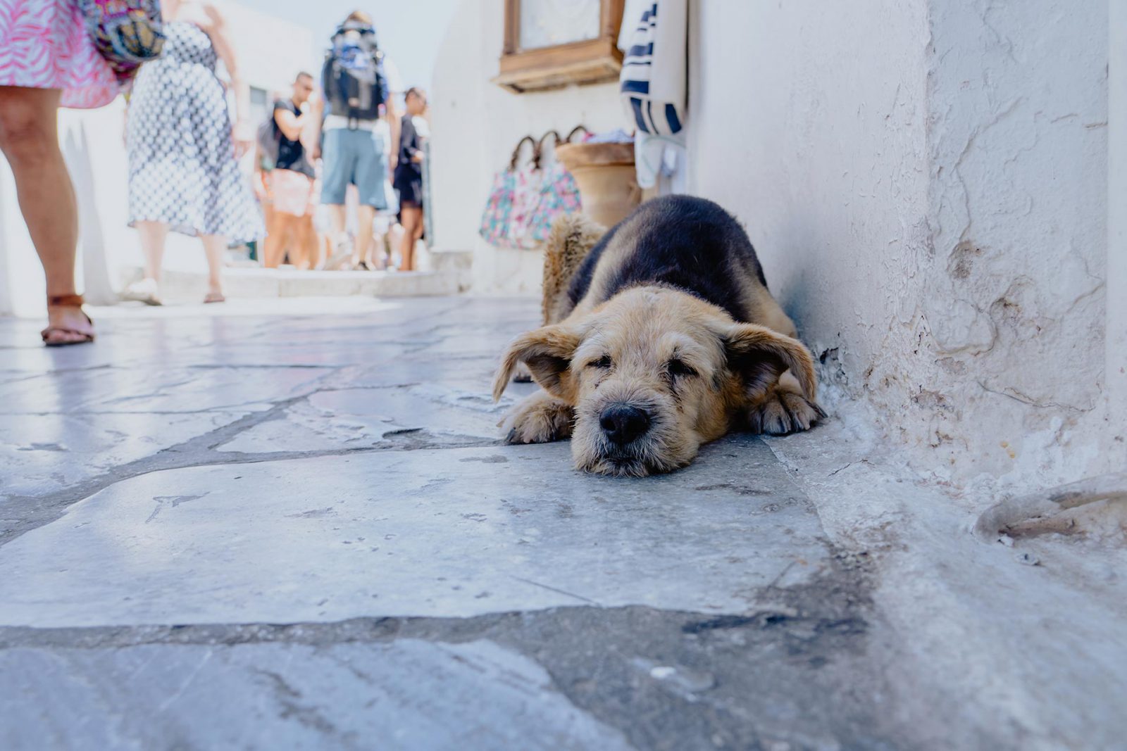 dogs of thira