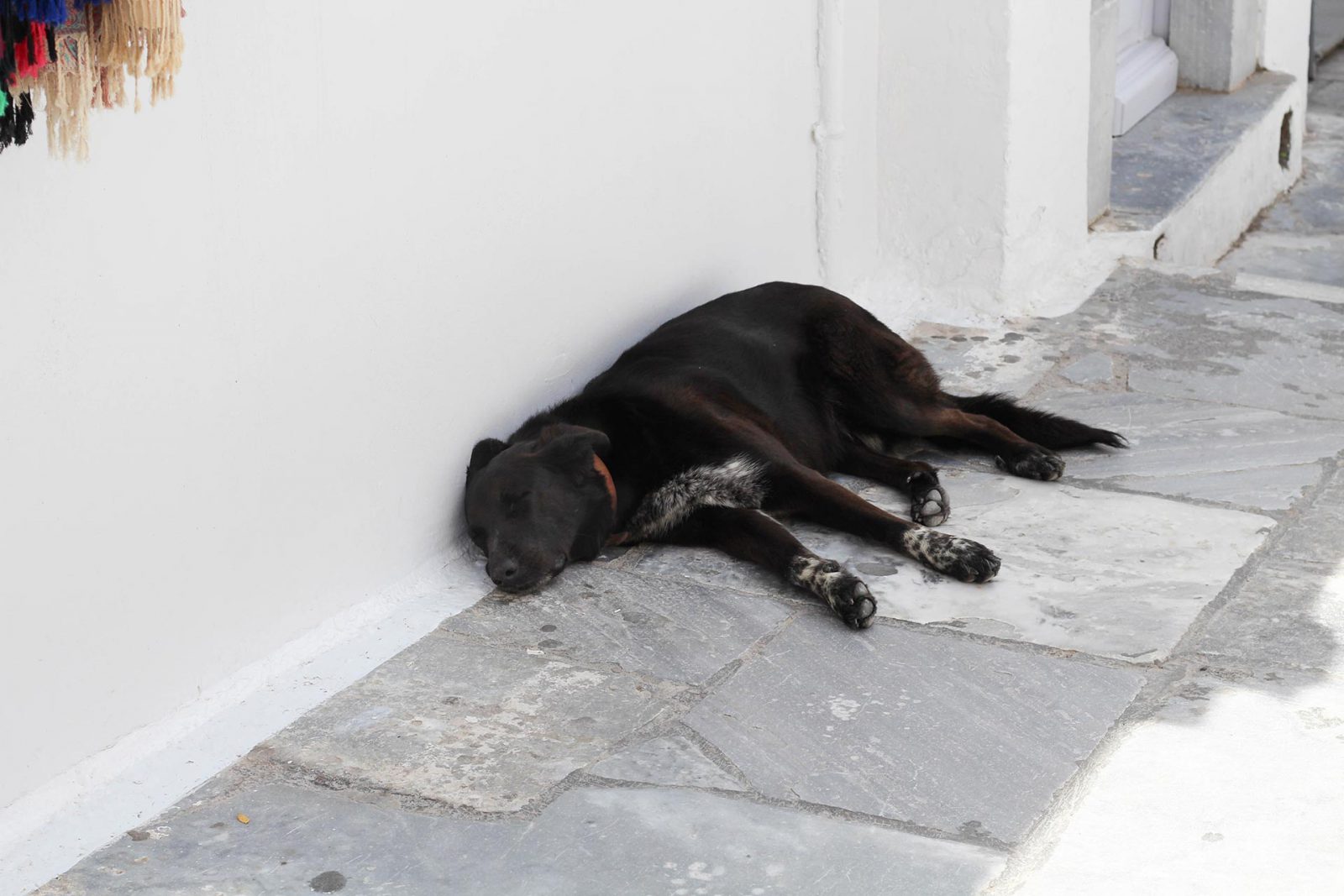 dogs of thira